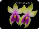 Phal. bellina var. murtoniana